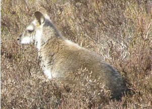 wallaby mar 09 2